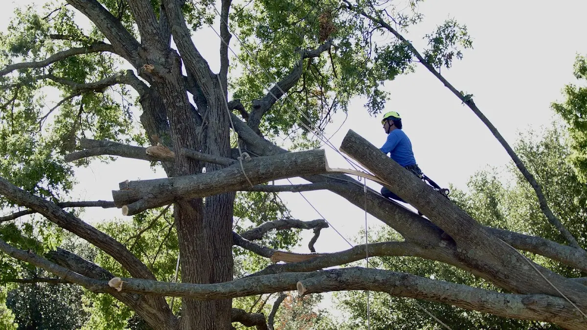 Professional Crown Thinning performed by certified arborists in Cedar Bluff