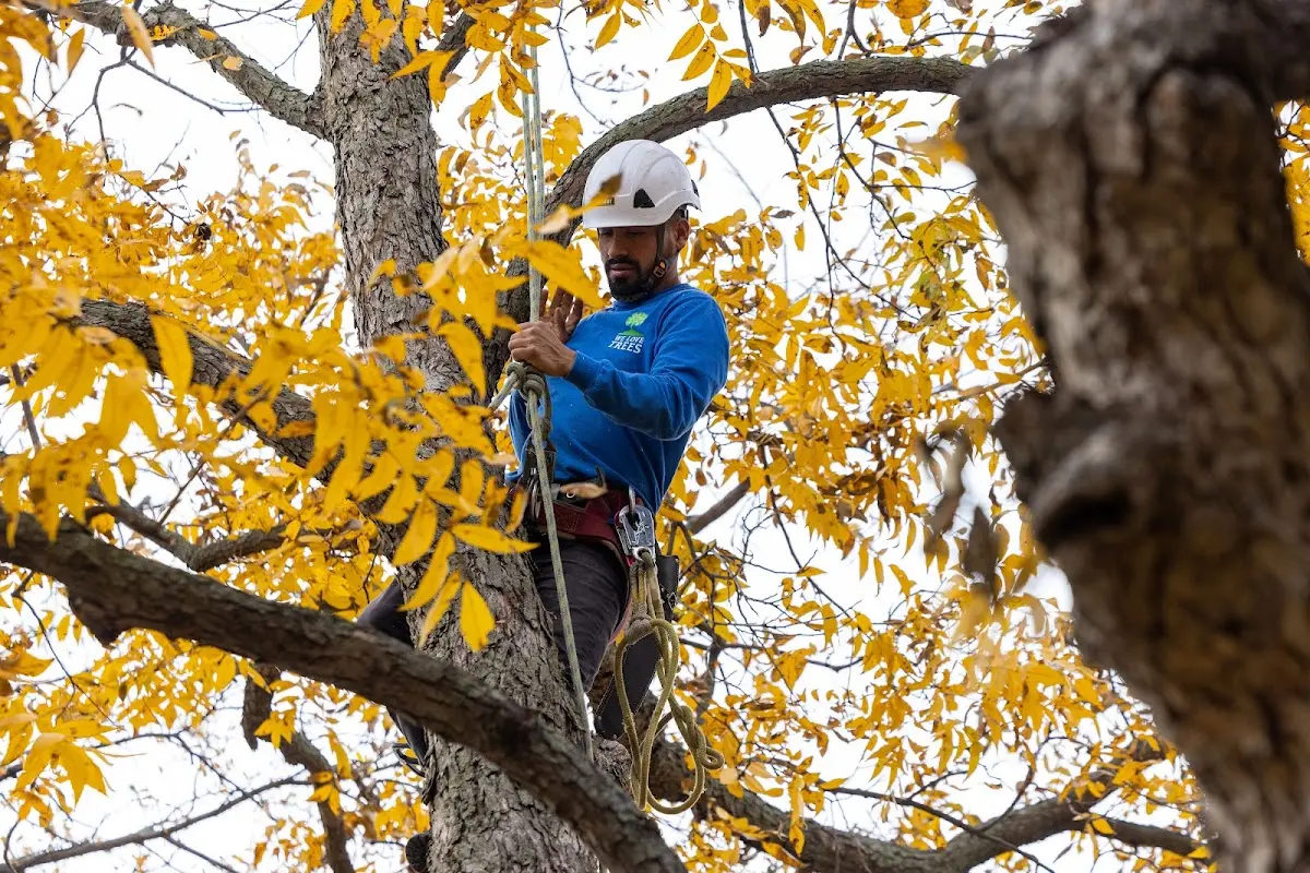 Skilled Tree Planing crew working in Cedar Bluff