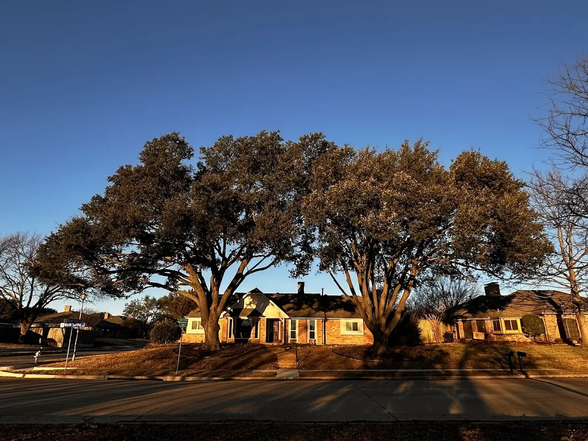 Established residential canopy tree shading a home in Cedar Bluff